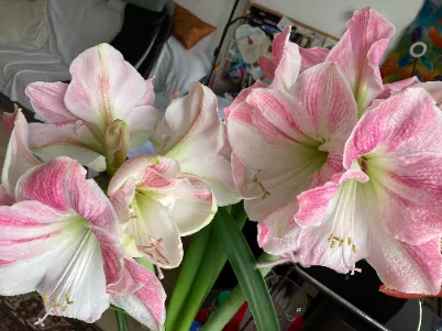 Amaryllis